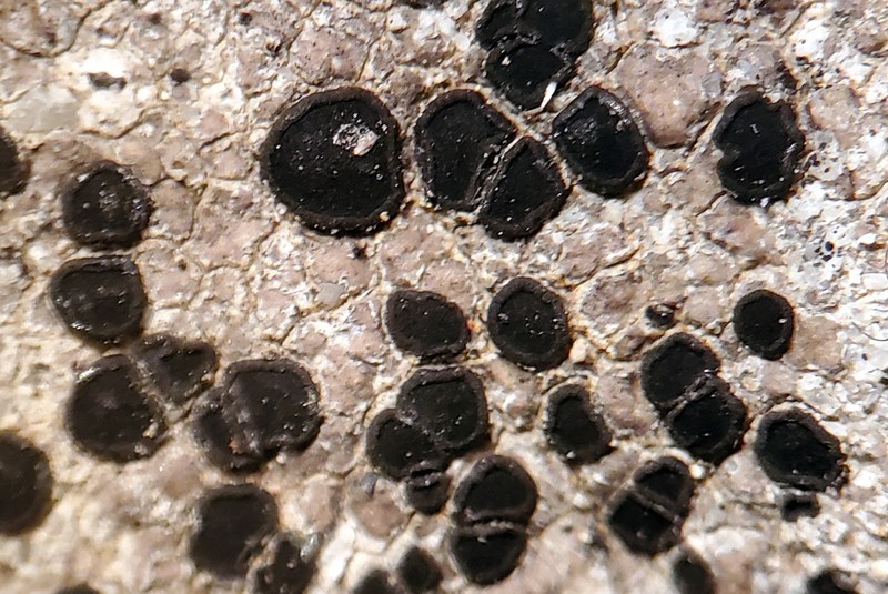 Lecidea Lichen photo 2