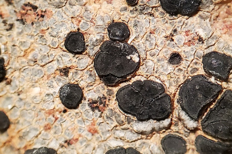 Lecidea Lichen photo 4