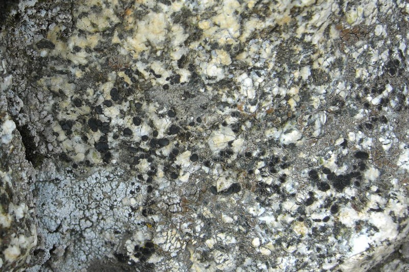 Lecidea Lichen photo 5