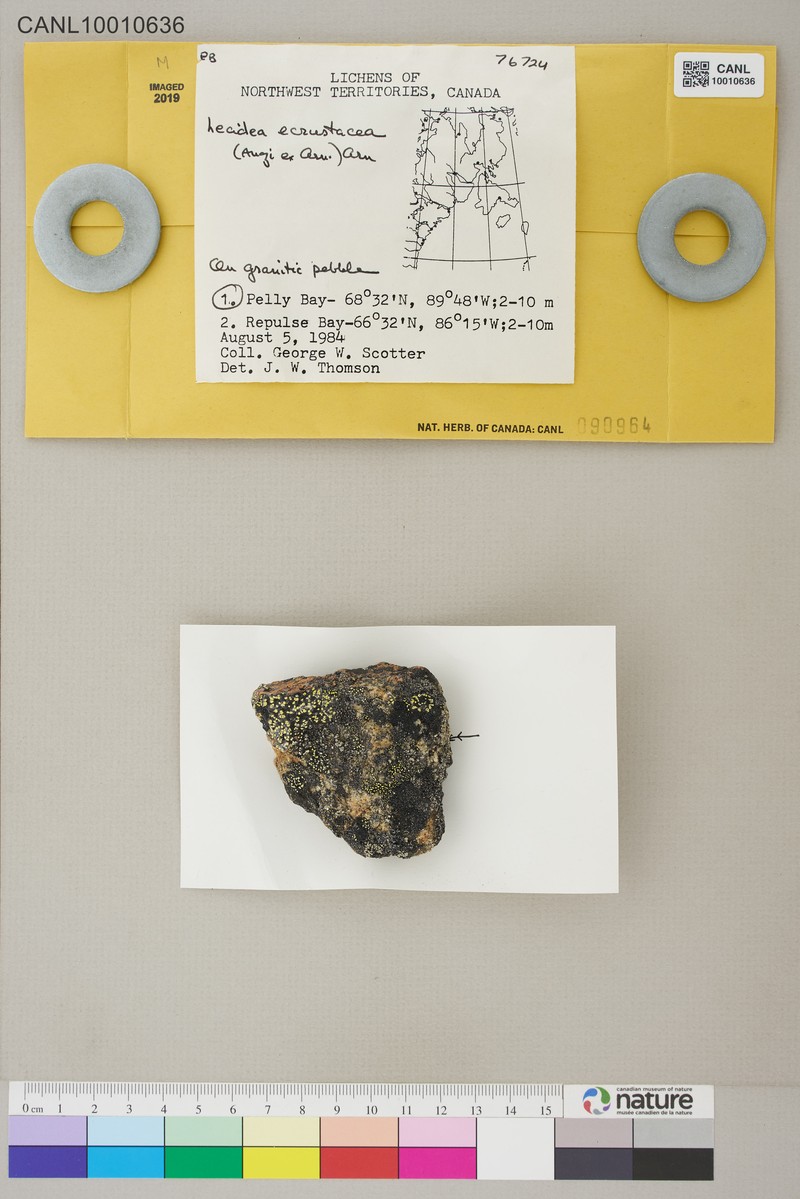 Lecidea Lichen