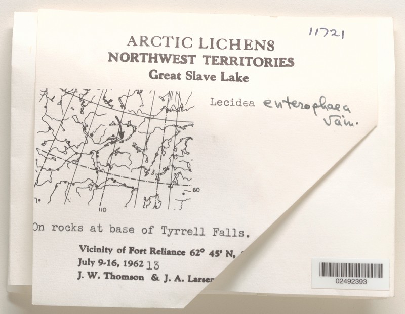 Lecidea Lichen