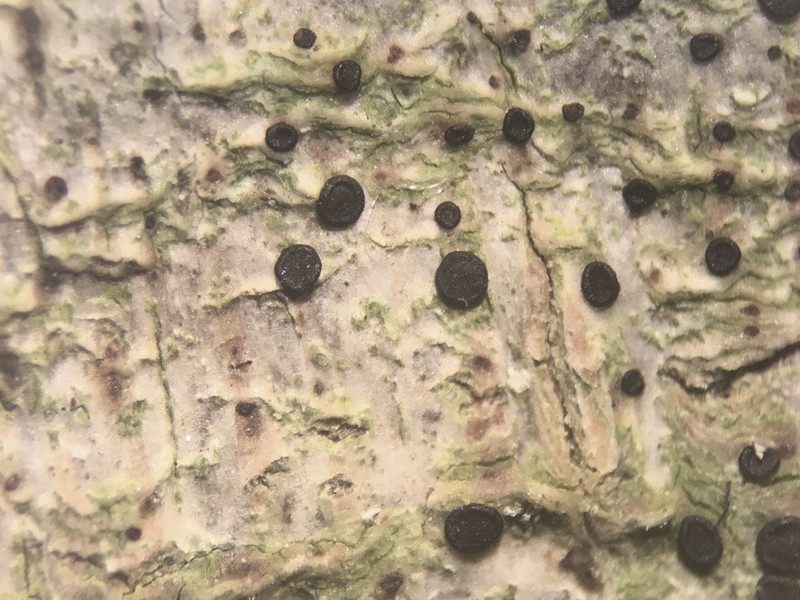 Lecidea Lichen