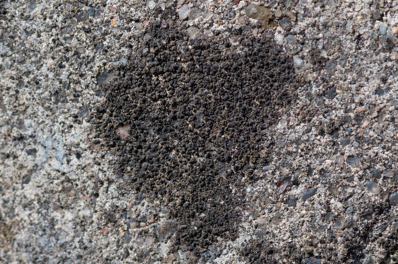 Lecidea Lichen photo 2