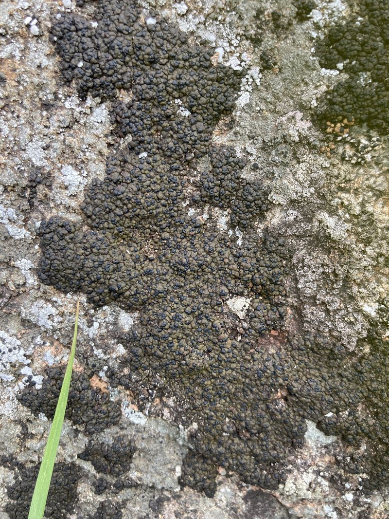 Lecidea Lichen photo 3