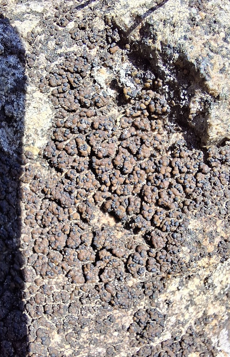 Lecidea Lichen photo 4