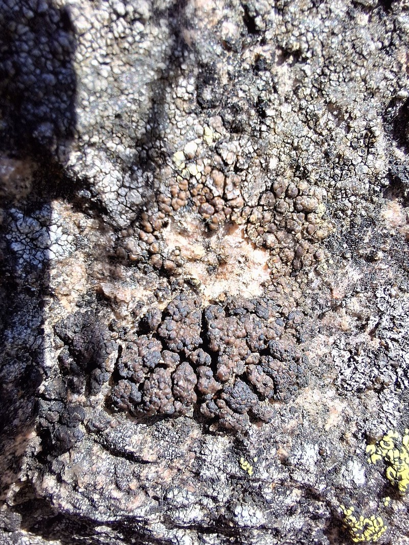 Lecidea Lichen photo 5