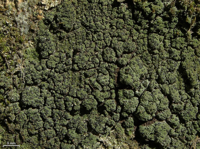 Lecidea Lichen