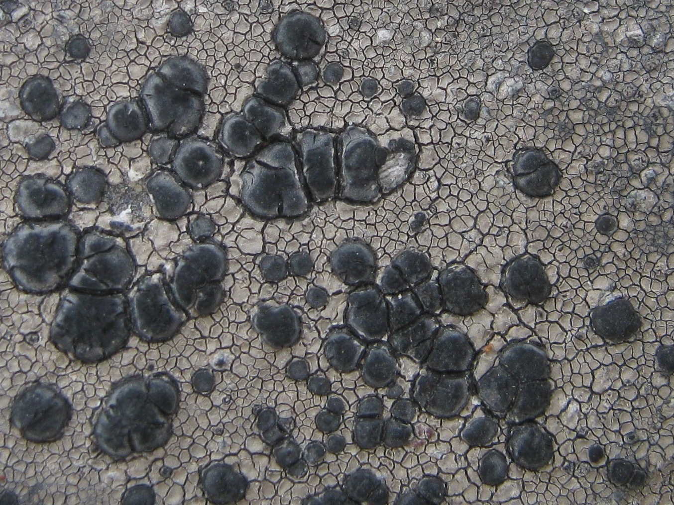 Lecidea Lichen photo 2