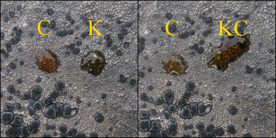 Lecidea Lichen photo 3