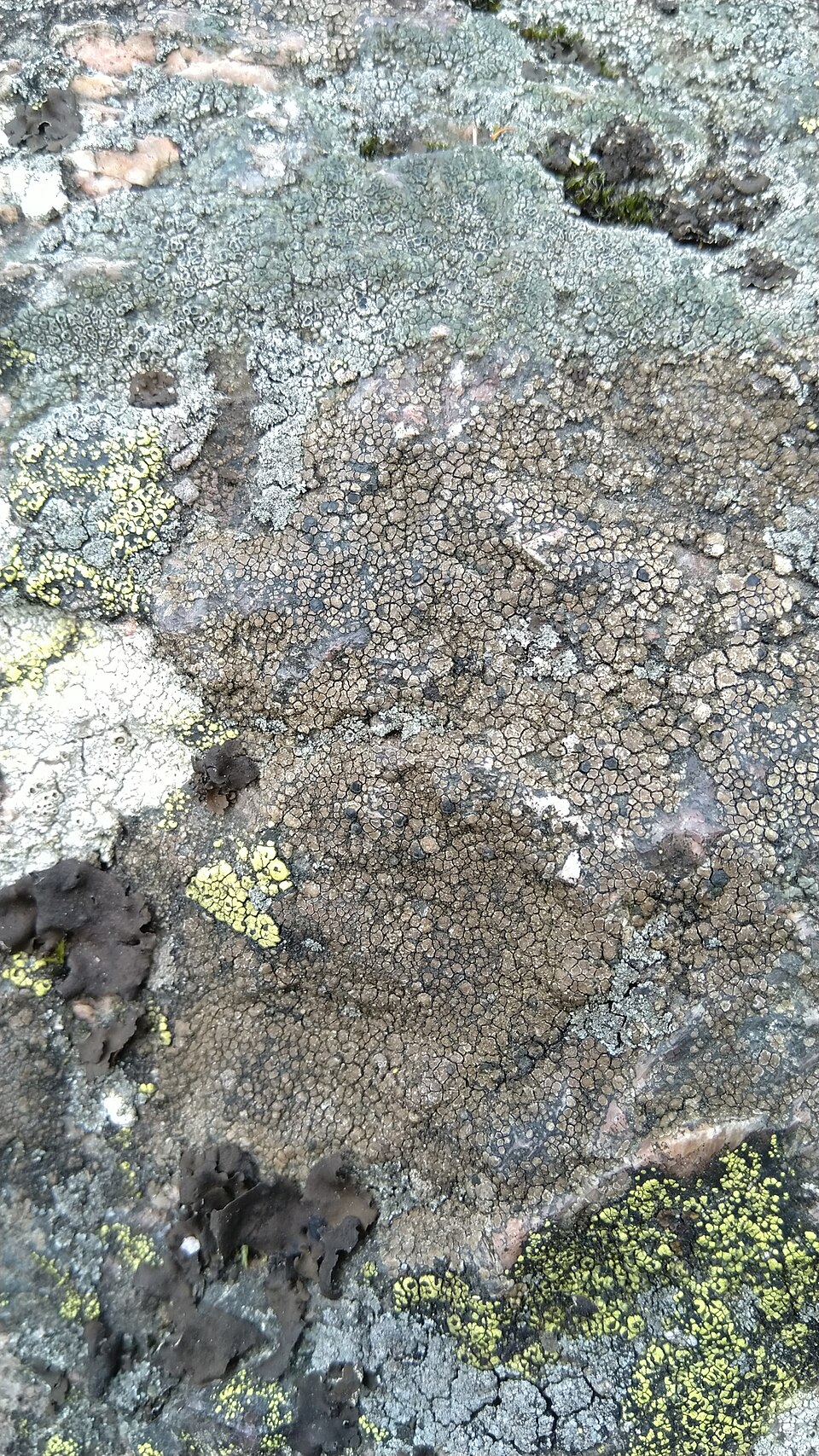 Lecidea Lichen photo 4