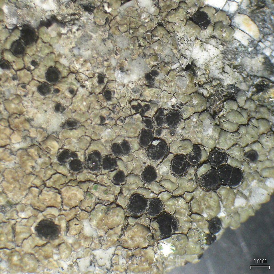 Lecidea Lichen photo 5