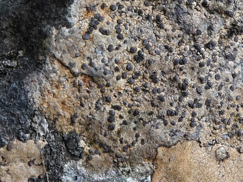 Lecidea Lichen