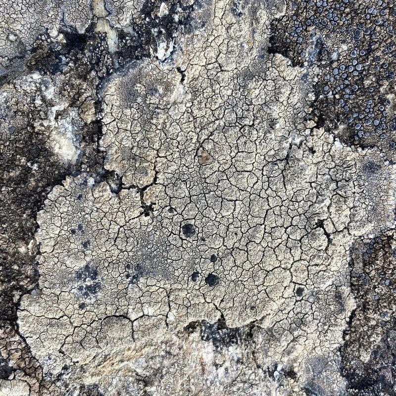 Lecidea Lichen photo 2