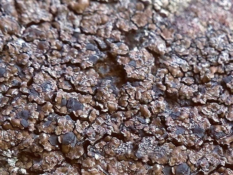 Lecidea Lichen photo 3