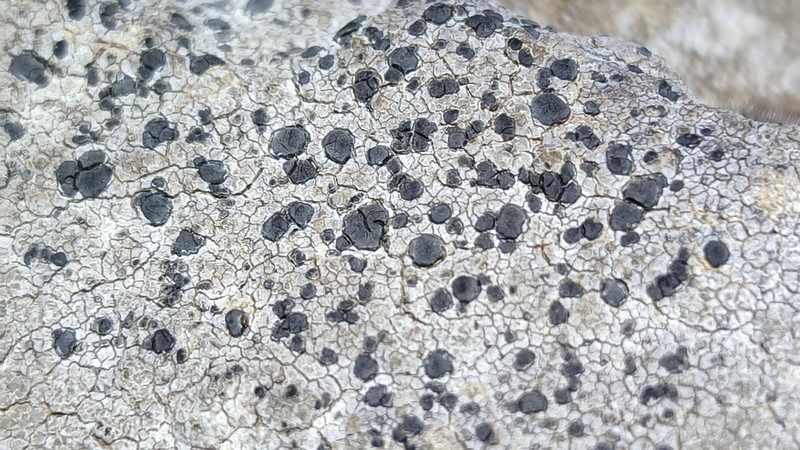 Lecidea Lichen photo 4