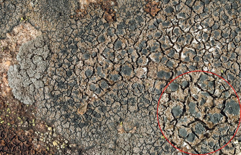 Lecidea Lichen photo 5