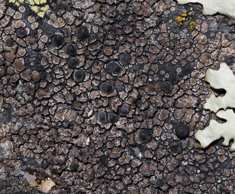 Lecidea Lichen photo 6