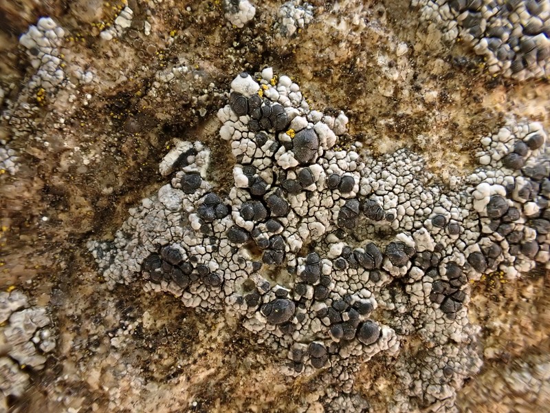 Lecidea Lichen photo 7