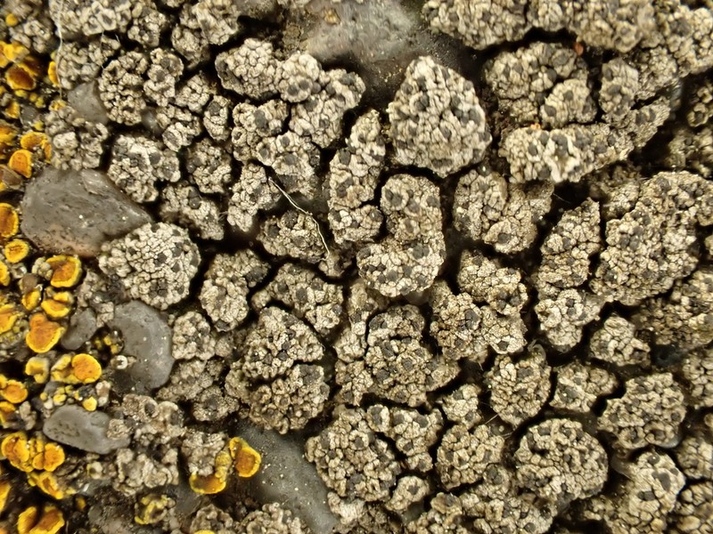 Lecidea Lichen photo 8