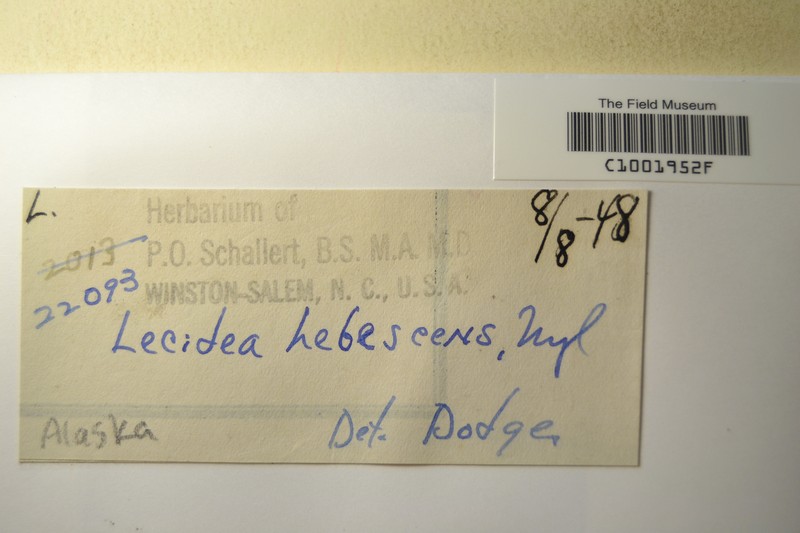 Lecidea Lichen