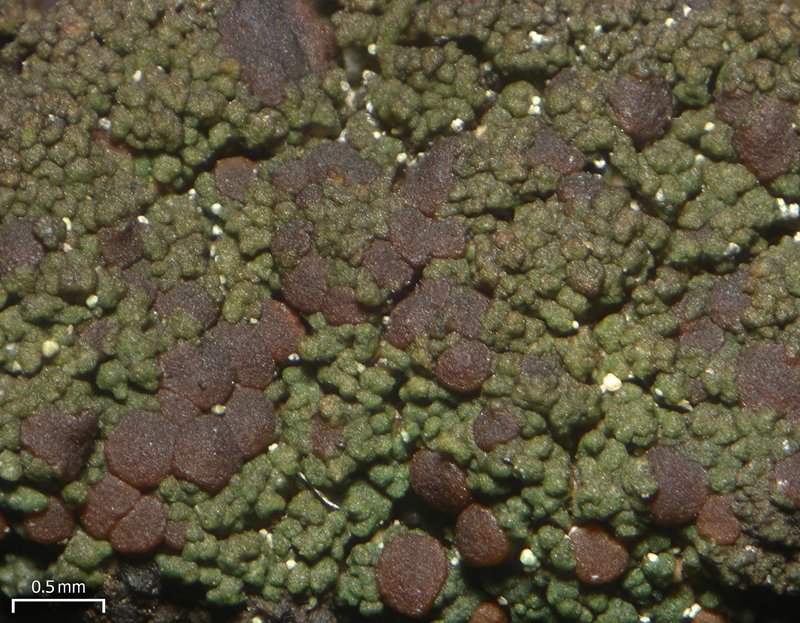 Lecidea Lichen