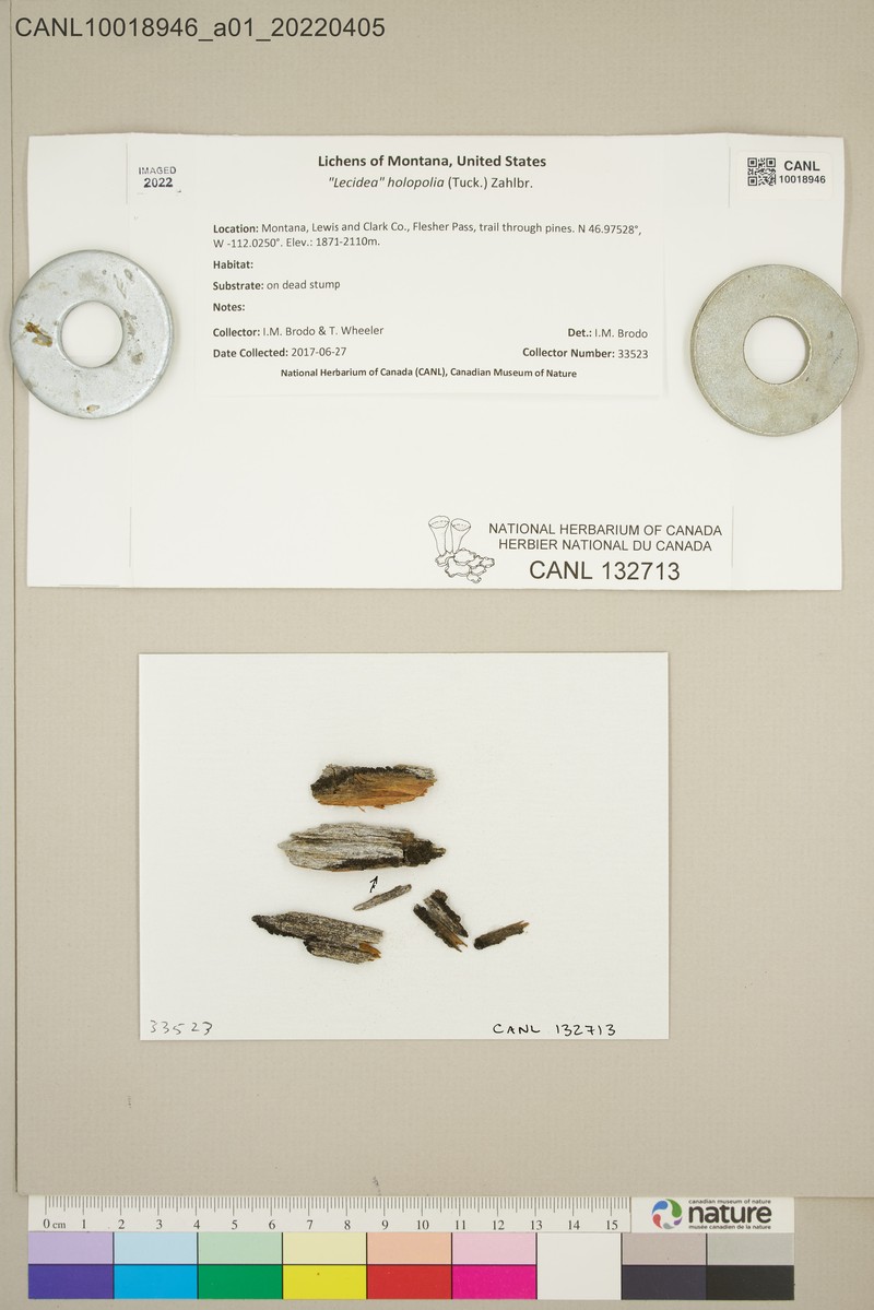 Lecidea Lichen