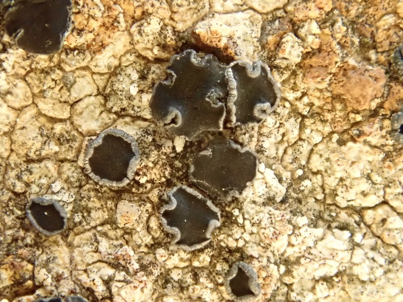 Lecidea laboriosa