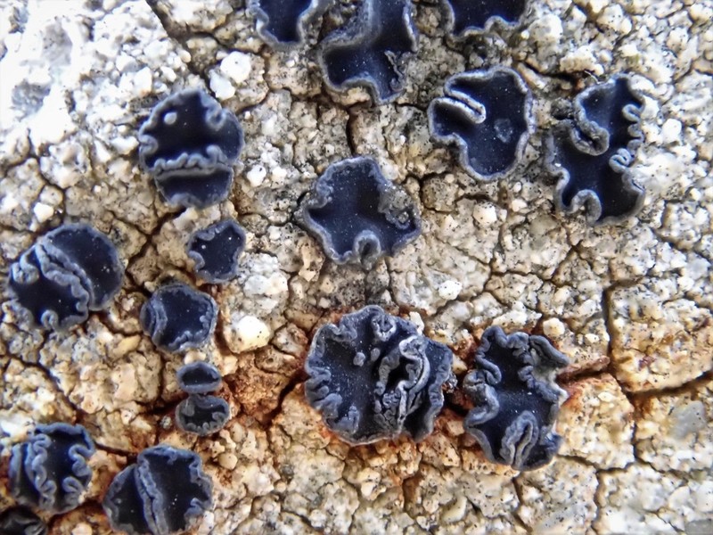 Lecidea laboriosa photo 2