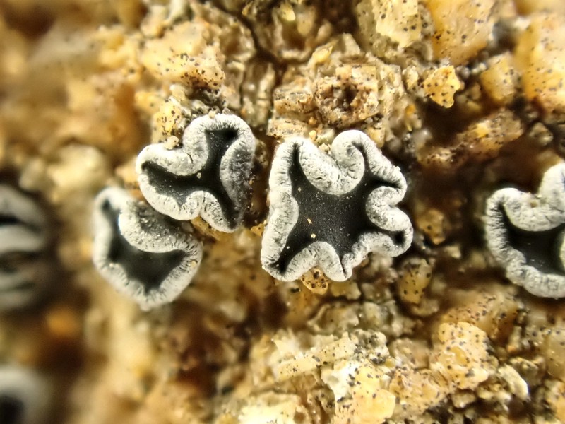 Lecidea laboriosa photo 3