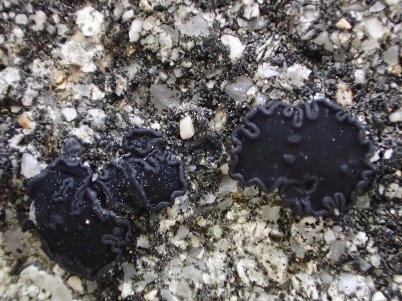 Lecidea laboriosa photo 5
