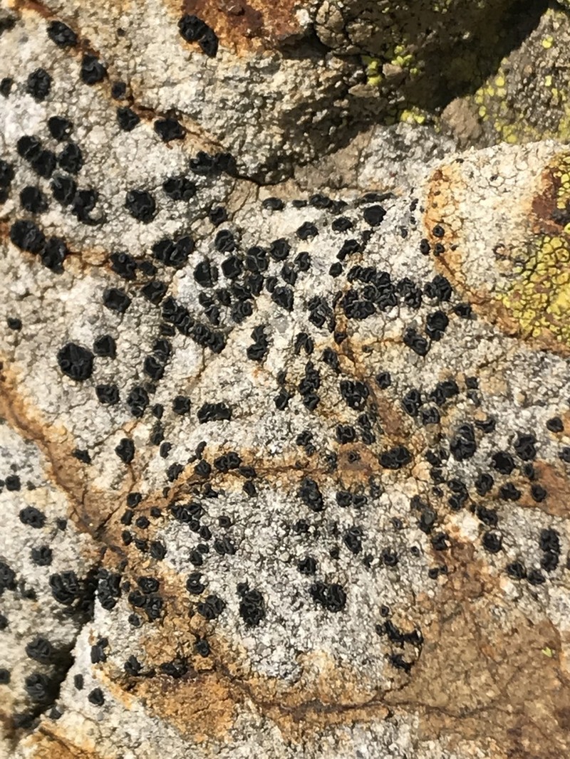 Lecidea laboriosa photo 6