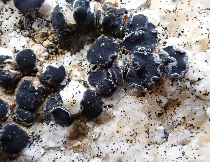 Lecidea laboriosa photo 7