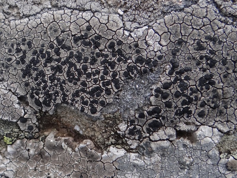 Lecidea Lichen