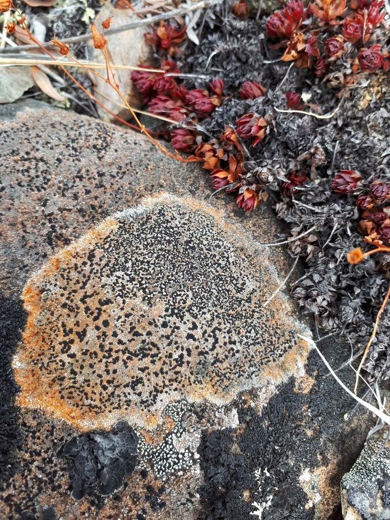Lecidea Lichen