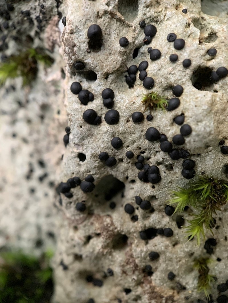 Lecidea Lichen photo 2