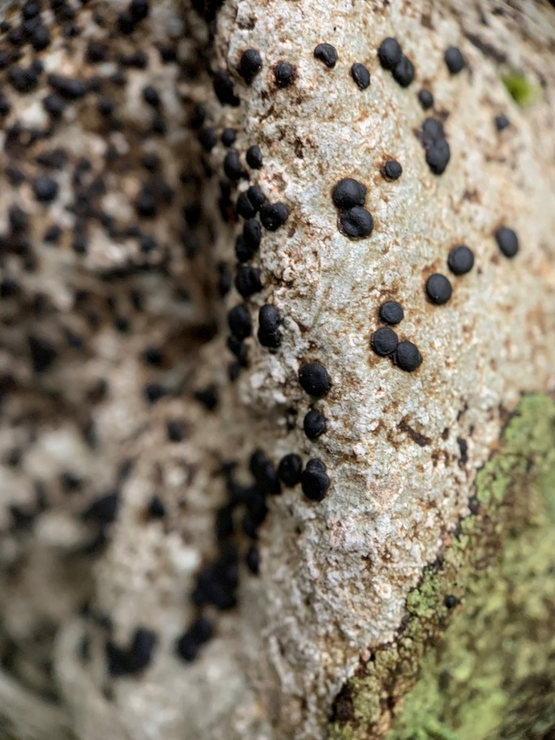 Lecidea Lichen photo 3