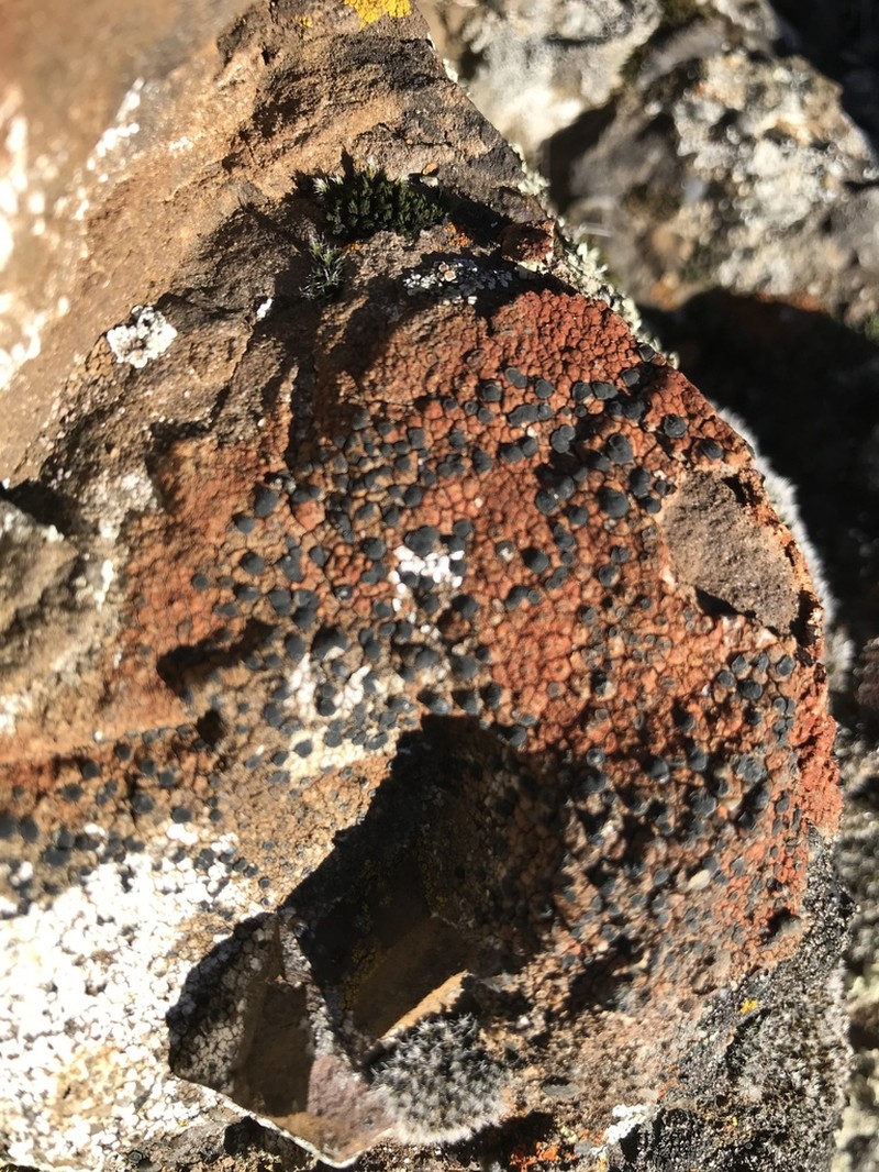 Lecidea Lichen photo 4