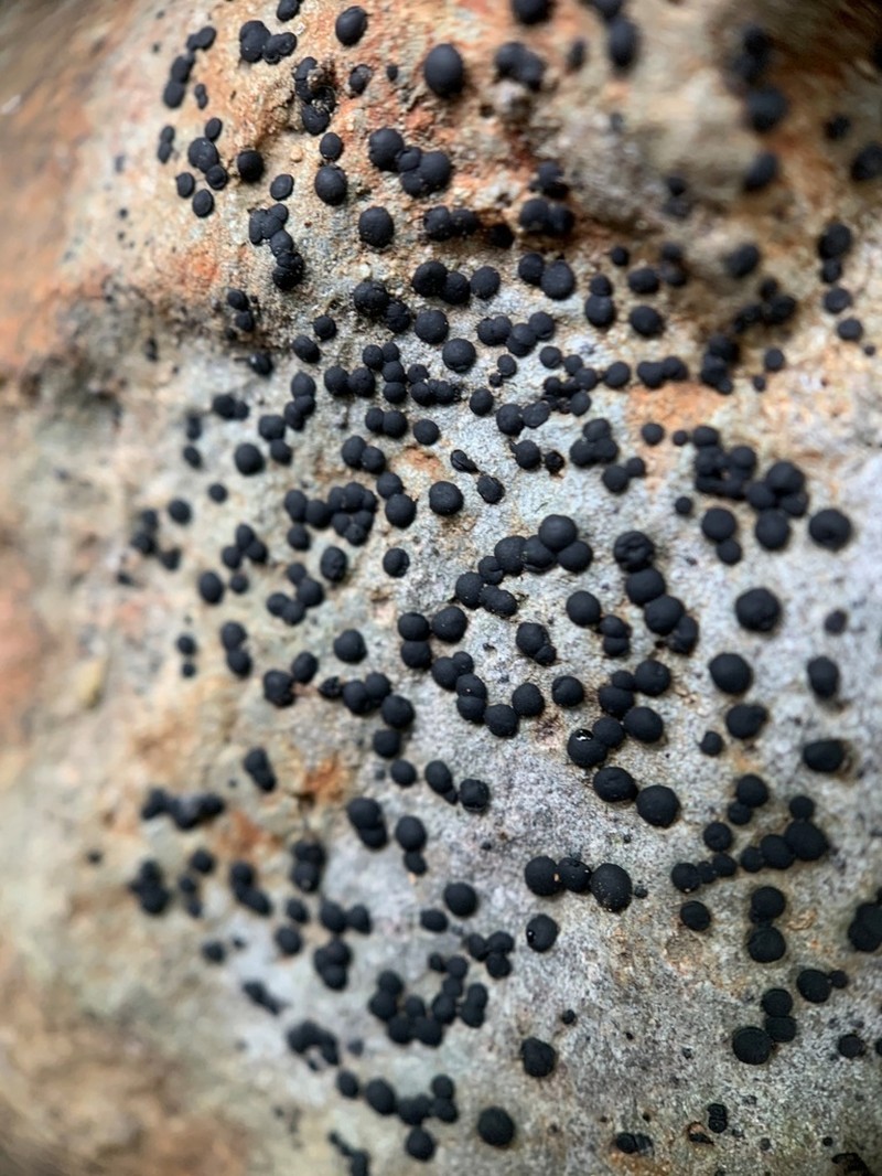 Lecidea Lichen photo 5