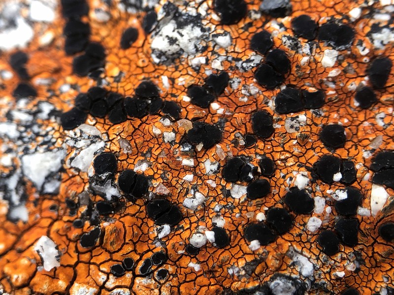 Lecidea Lichen photo 6