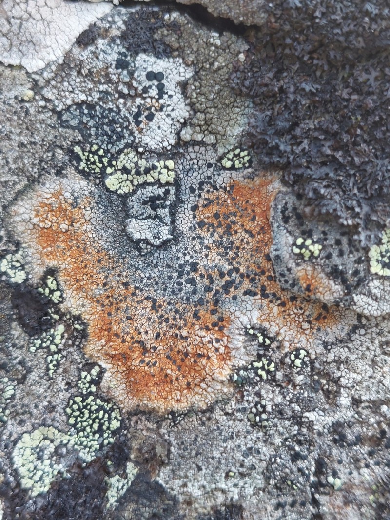 Lecidea Lichen photo 7