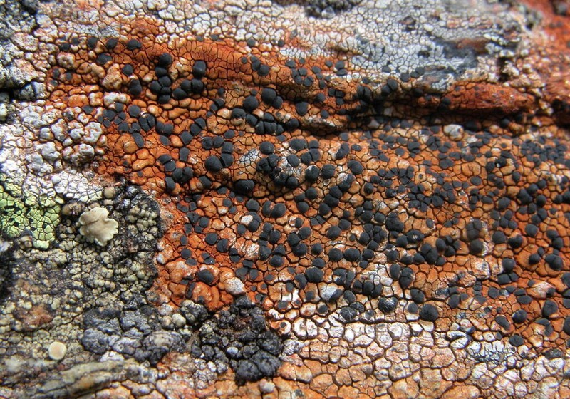 Lecidea Lichen photo 8