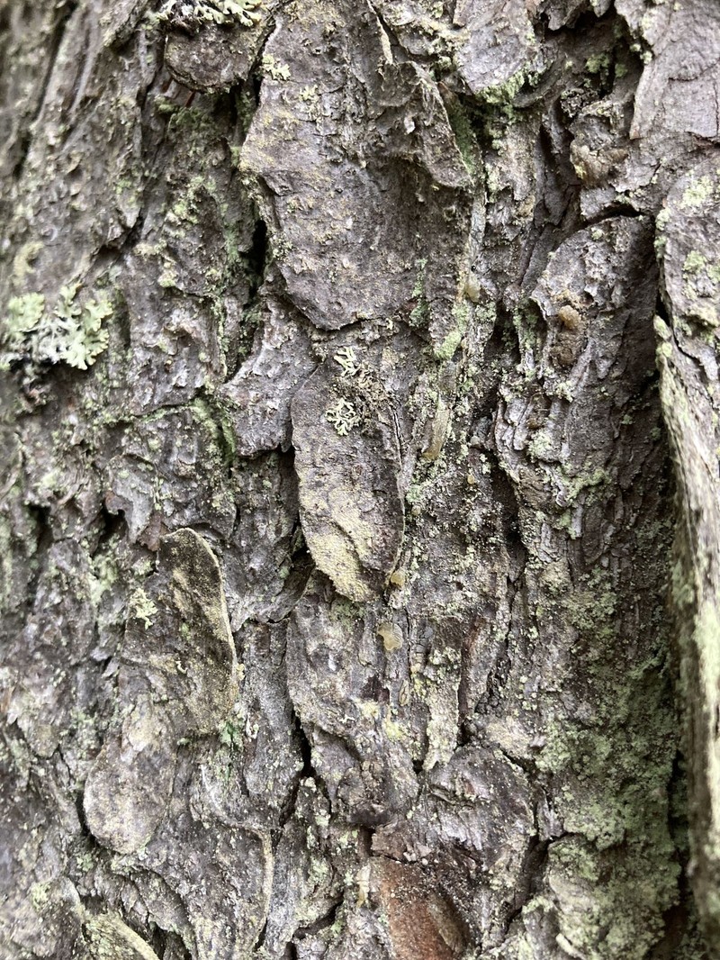 Lecidea leprarioides