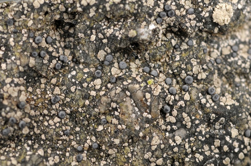 Lecidea Lichen