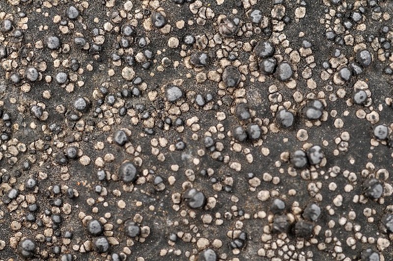 Lecidea Lichen photo 2
