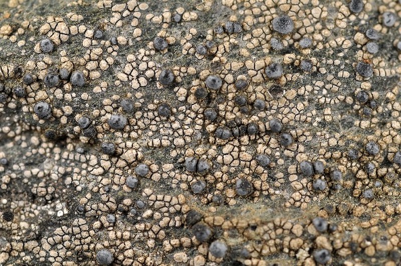 Lecidea Lichen photo 3