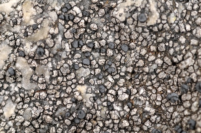 Lecidea Lichen photo 4