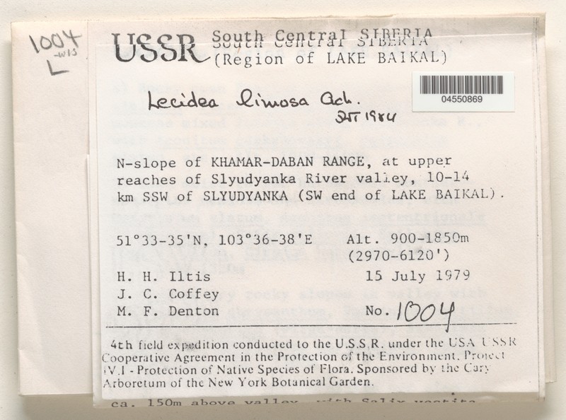 Lecidea Lichen