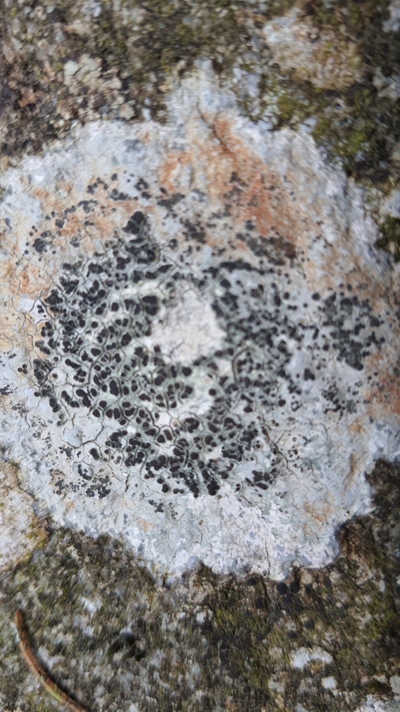 Rockloving Lecidea Lichen