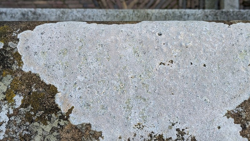 Rockloving Lecidea Lichen photo 2