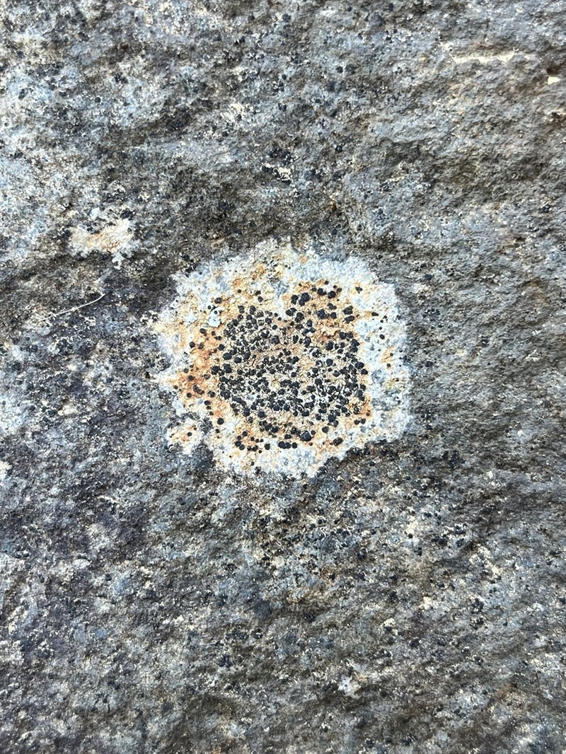 Rockloving Lecidea Lichen photo 3